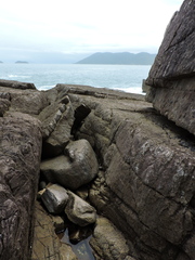 Leptodactylus paranaru