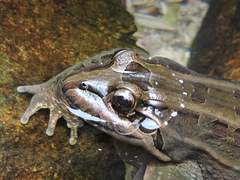 Leptodactylus paranaru