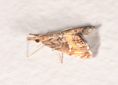 Glaucocharis chrysochyta