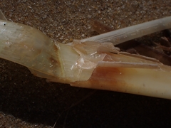 Posidonia australis