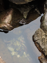 Leptodactylus paranaru