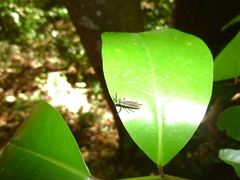 Rhinotiodes spinipennis