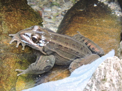 Leptodactylus paranaru