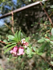 Escallonia alpina