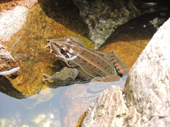 Leptodactylus paranaru