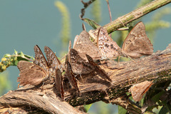 Apaturinae