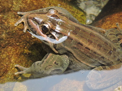 Leptodactylus paranaru