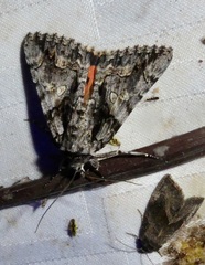 Catocala verrilliana