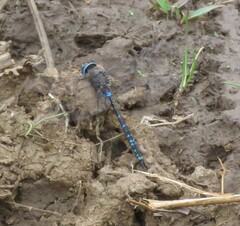 Rhionaeschna galapagoensis