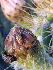 Oxymerus