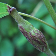 Neolasioptera cornicola