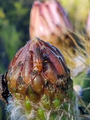 Oxymerus