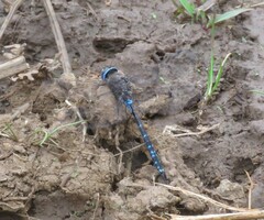 Rhionaeschna galapagoensis