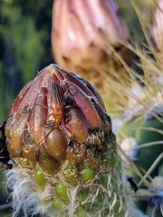 Oxymerus