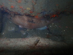 Notolabrus celidotus