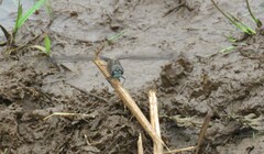 Rhionaeschna galapagoensis