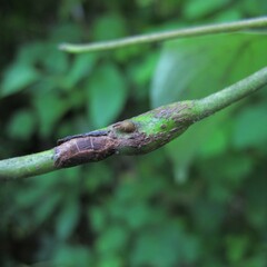 Neolasioptera cornicola