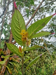 Columnea picta
