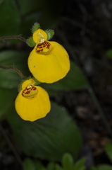 Calceolaria biflora