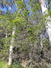 Leptospermum polygalifolium
