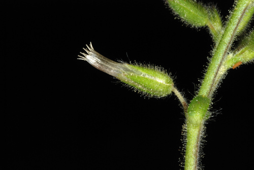 Cerastium glomeratum