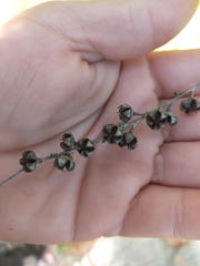 Leptospermum polygalifolium