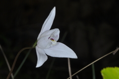 Codonorchis lessonii