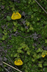 Calceolaria tenella