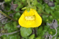 Calceolaria tenella