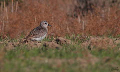 Pluvialis squatarola
