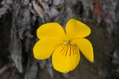 Viola magellanica
