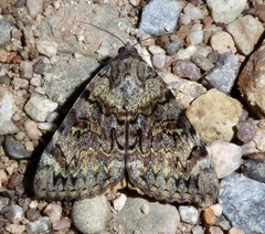 Catocala desdemona