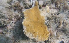 Acropora palmata