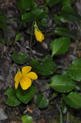 Viola magellanica