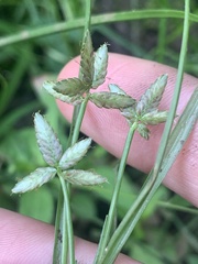 Cyperus bipartitus