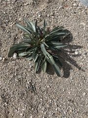 Penstemon parryi