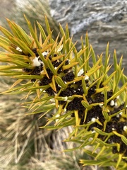 Aciphylla kirkii