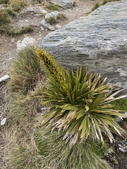 Aciphylla kirkii