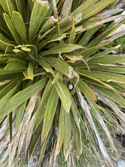 Aciphylla kirkii