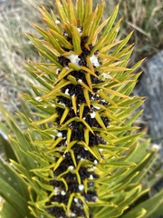 Aciphylla kirkii