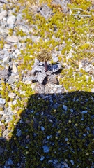 Anisotome lanuginosa