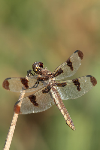 Twelve-spotted Skimmer, photo 5 of 9