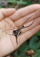 Micrathena schreibersi