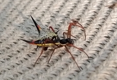 Micrathena schreibersi