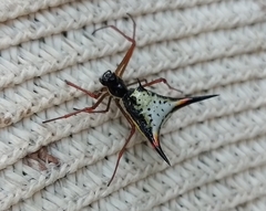Micrathena schreibersi