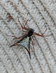 Micrathena schreibersi