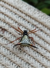 Micrathena schreibersi