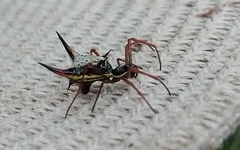Micrathena schreibersi