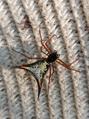 Micrathena schreibersi