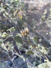 Abutilon abutiloides